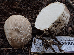  ( - FDS-CA-02360)  @11 [ ] by-nc (2024) Jaren Hockert Fungal Diversity Survey