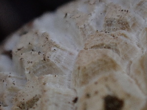  ( - FDS-CA-02360)  @11 [ ] by-nc (2024) Jaren Hockert Fungal Diversity Survey