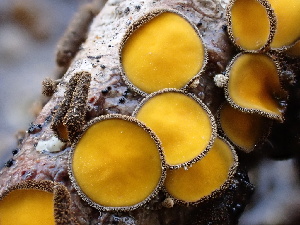  ( - FDS-CA-02500)  @11 [ ] by-nc (2024) Jaren Hockert Fungal Diversity Survey