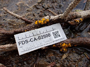  ( - FDS-CA-02500)  @11 [ ] by-nc (2024) Jaren Hockert Fungal Diversity Survey