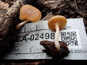  ( - FDS-CA-02498)  @11 [ ] by-nc (2024) Jaren Hockert Fungal Diversity Survey