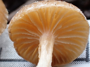  ( - FDS-CA-02498)  @11 [ ] by-nc (2024) Jaren Hockert Fungal Diversity Survey