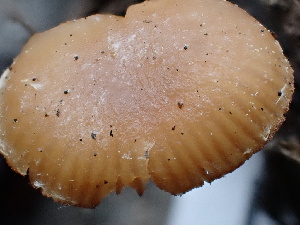  ( - FDS-CA-02498)  @11 [ ] by-nc (2024) Jaren Hockert Fungal Diversity Survey