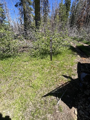  ( - FDS-CA-00255)  @11 [ ] by-nc (2024) Dean Lyons Fungal Diversity Survey