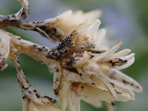  ( - FDS-CA-02495)  @11 [ ] by-nc (2024) Jaren Hockert Fungal Diversity Survey