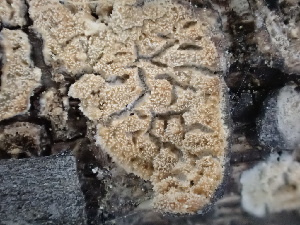  ( - FDS-CA-02401)  @11 [ ] by-nc (2024) Jaren Hockert Fungal Diversity Survey