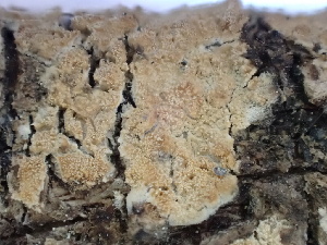  ( - FDS-CA-02401)  @11 [ ] by-nc (2024) Jaren Hockert Fungal Diversity Survey
