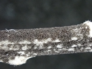  ( - FDS-CA-02495)  @11 [ ] by-nc (2024) Jaren Hockert Fungal Diversity Survey