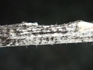  ( - FDS-CA-02495)  @11 [ ] by-nc (2024) Jaren Hockert Fungal Diversity Survey