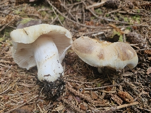  ( - FDS-CA-05168)  @11 [ ] by (2024) Mandy Hackney Fungal Diversity Survey