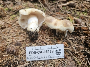  ( - FDS-CA-05168)  @11 [ ] by (2024) Mandy Hackney Fungal Diversity Survey