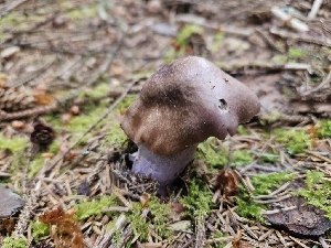  (Cortinarius sp. Harrower54a - FDS-CA-05167)  @11 [ ] by (2024) Mandy Hackney Fungal Diversity Survey