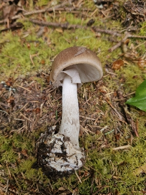  (Amanita porphyria - FDS-CA-05165)  @11 [ ] by (2024) Mandy Hackney Fungal Diversity Survey
