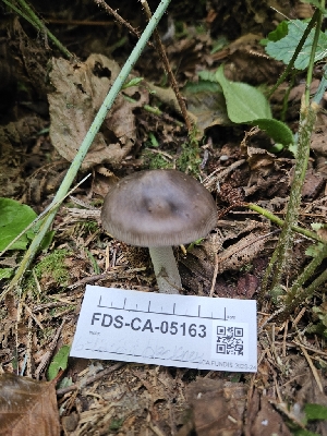  ( - FDS-CA-05163)  @11 [ ] by (2024) Mandy Hackney Fungal Diversity Survey