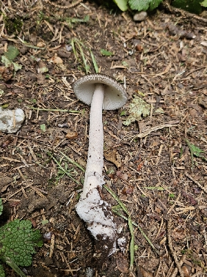  ( - FDS-CA-05163)  @11 [ ] by (2024) Mandy Hackney Fungal Diversity Survey