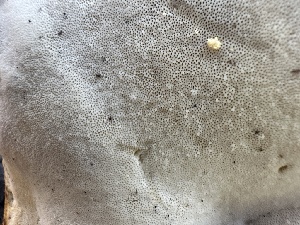  ( - FDS-CA-02098)  @11 [ ] by-nc (2024) Bat Vardeh Fungal Diversity Survey