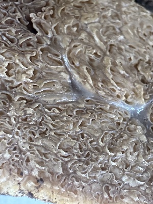  ( - FDS-CA-04566)  @11 [ ] by-nc (2024) Bat Vardeh Fungal Diversity Survey