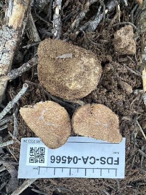  (Gautieriaceae - FDS-CA-04566)  @11 [ ] by-nc (2024) Bat Vardeh Fungal Diversity Survey