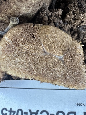  ( - FDS-CA-04566)  @11 [ ] by-nc (2024) Bat Vardeh Fungal Diversity Survey