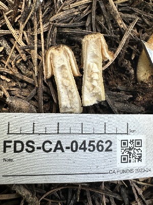  ( - FDS-CA-04562)  @11 [ ] by-nc (2024) Bat Vardeh Fungal Diversity Survey