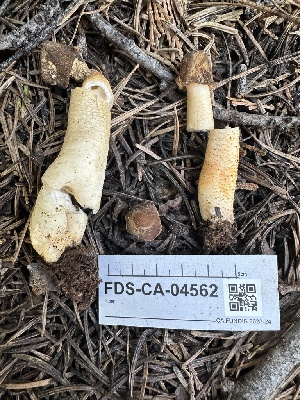  (Verpa sp. M90 - FDS-CA-04562)  @11 [ ] by-nc (2024) Bat Vardeh Fungal Diversity Survey