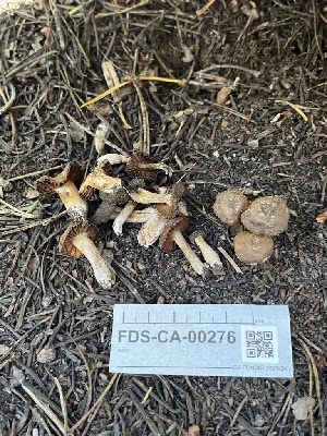  ( - FDS-CA-00276)  @11 [ ] by-nc (2024) Dean Lyons Fungal Diversity Survey