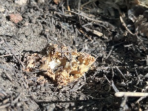  ( - FDS-CA-00279)  @11 [ ] by-nc (2024) Dean Lyons Fungal Diversity Survey