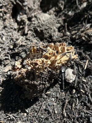  ( - FDS-CA-00279)  @11 [ ] by-nc (2024) Dean Lyons Fungal Diversity Survey
