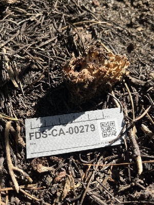  ( - FDS-CA-00279)  @11 [ ] by-nc (2024) Dean Lyons Fungal Diversity Survey