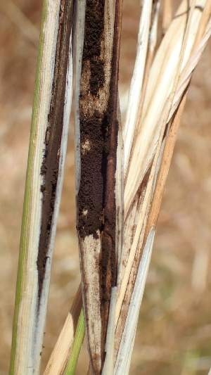  (Tranzscheliella - FDS-CA-02529)  @11 [ ] by-nc (2024) Sadie Hickey Fungal Diversity Survey