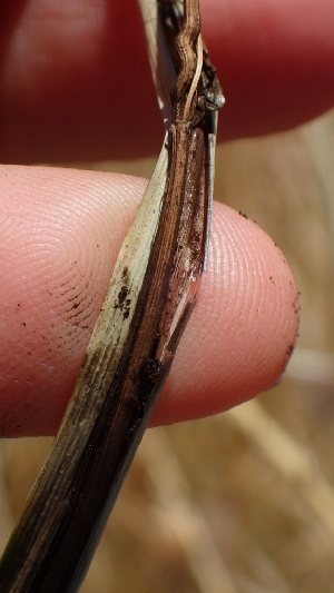  ( - FDS-CA-02529)  @11 [ ] by-nc (2024) Sadie Hickey Fungal Diversity Survey