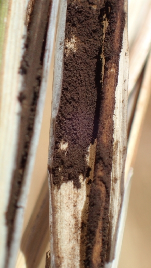  ( - FDS-CA-02529)  @11 [ ] by-nc (2024) Sadie Hickey Fungal Diversity Survey