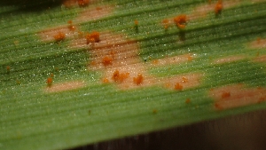  (Puccinia coronata - FDS-CA-02586)  @11 [ ] by-nc (2024) Sadie Hickey Fungal Diversity Survey