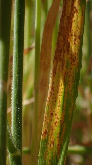  ( - FDS-CA-02586)  @11 [ ] by-nc (2024) Sadie Hickey Fungal Diversity Survey