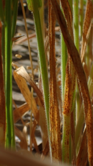  ( - FDS-CA-02586)  @11 [ ] by-nc (2024) Sadie Hickey Fungal Diversity Survey