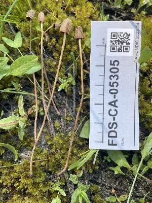  ( - FDS-CA-05305)  @11 [ ] by-nc (2024) Damon Tighe Fungal Diversity Survey