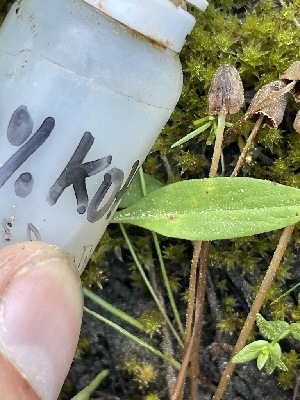  ( - FDS-CA-05305)  @11 [ ] by-nc (2024) Damon Tighe Fungal Diversity Survey