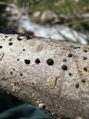  ( - FDS-CA-04900)  @11 [ ] c (2024) Rudy Diaz Fungal Diversity Survey