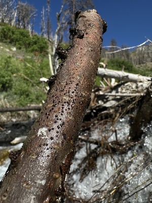  ( - FDS-CA-04900)  @11 [ ] c (2024) Rudy Diaz Fungal Diversity Survey