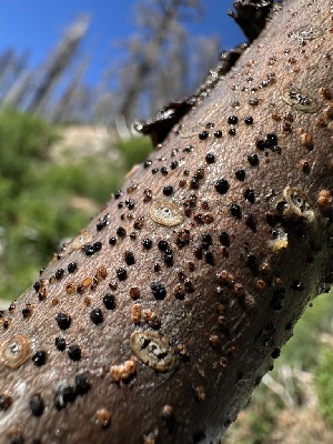  ( - FDS-CA-04900)  @11 [ ] c (2024) Rudy Diaz Fungal Diversity Survey