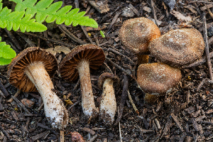 ( - FDS-CA-00276)  @11 [ ] by-nc (2024) Dean Lyons Fungal Diversity Survey