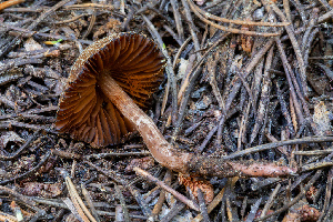 ( - FDS-CA-00270)  @11 [ ] by-nc (2024) Dean Lyons Fungal Diversity Survey