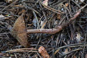  ( - FDS-CA-00270)  @11 [ ] by-nc (2024) Dean Lyons Fungal Diversity Survey