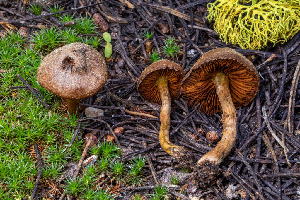  ( - FDS-CA-00273)  @11 [ ] by-nc (2024) Dean Lyons Fungal Diversity Survey