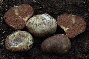  (Cortinarius lilacinoides - FDS-CA-00286)  @11 [ ] by-nc (2024) Dean Lyons Fungal Diversity Survey