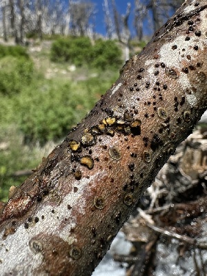  ( - FDS-CA-04899)  @11 [ ] c (2024) Rudy Diaz Fungal Diversity Survey