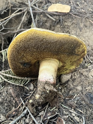  ( - FDS-CA-00282)  @11 [ ] by-nc (2024) Dean Lyons Fungal Diversity Survey