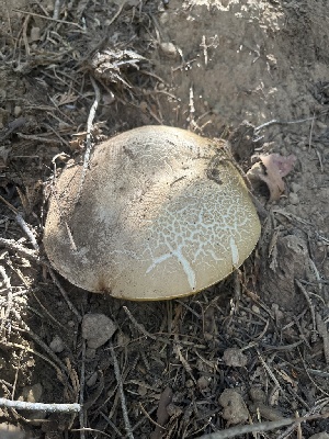  ( - FDS-CA-00282)  @11 [ ] by-nc (2024) Dean Lyons Fungal Diversity Survey