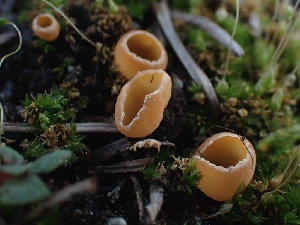  ( - FDS-CA-05142)  @11 [ ] by (2024) Mandy Hackney Fungal Diversity Survey