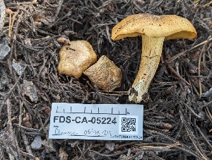  ( - FDS-CA-05224)  @11 [ ] c (2024) Andrew Claassen Fungal Diversity Survey